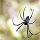 Illustration for article titled Clever Female Spiders Use ‘Mating Plugs’ to Thwart Unwanted Sex